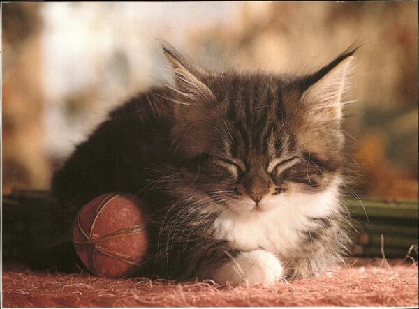 Katzen