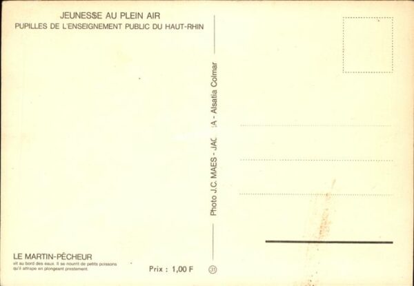 Voegel Martin-Pecheur Haut-Rhin Jeunesse au Pl – Bild 2