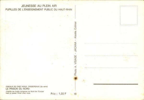 Voegel Pinson du Nord Haut-Rhin Jeunesse au Pl – Bild 2