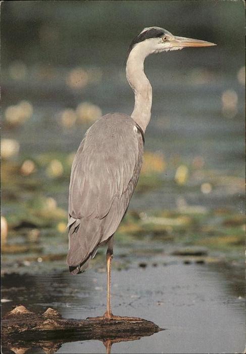 Voegel Heron cendre Haut-Rhin Jeunesse au Plei