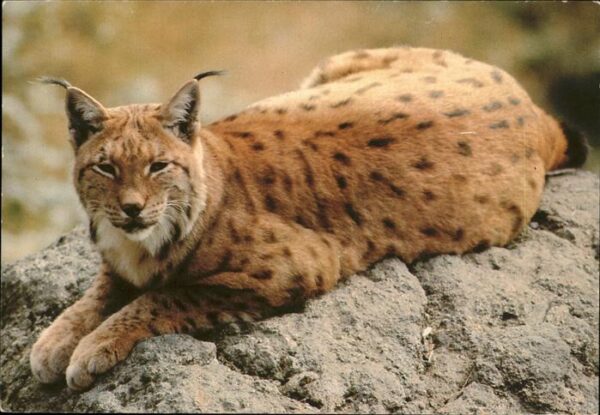Tiere Gepard Jeunesse au Plein Air Haut-Rhin
