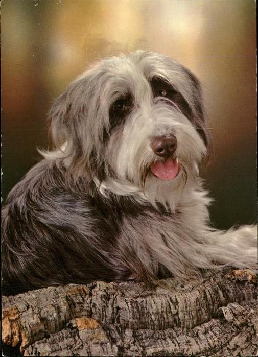 Hunde