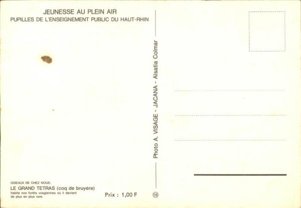 Auerhahn Grand Tetras Haut-Rhin Jeunesse au Plei – Bild 2