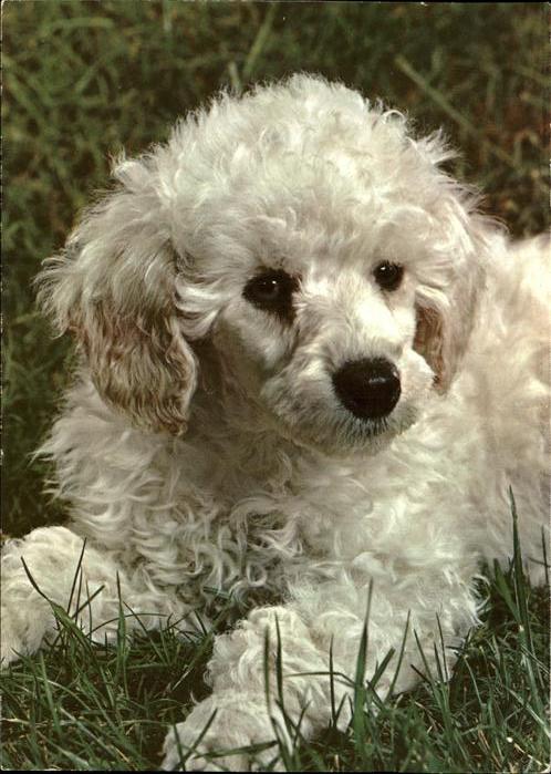 Hunde Pudel