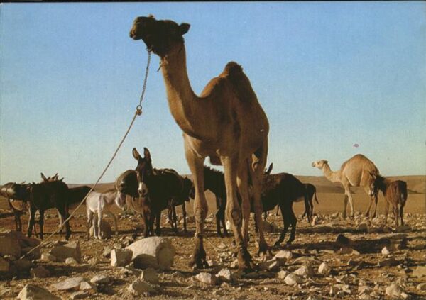 Kamel  Camel Chameau Esel Wüste Desert
