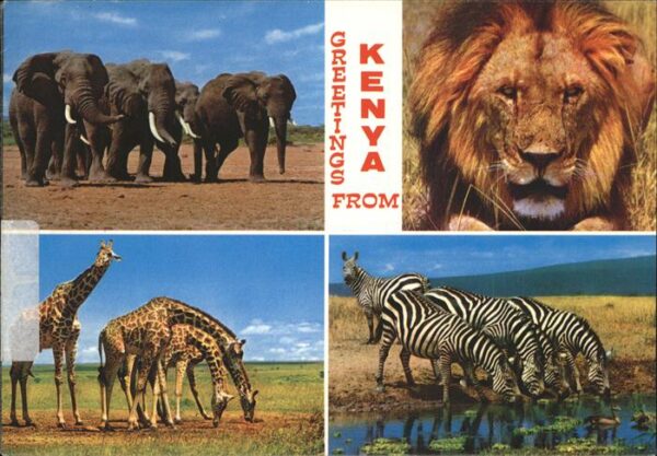 Zebra Löwe Elefanten Giraffen Kenya