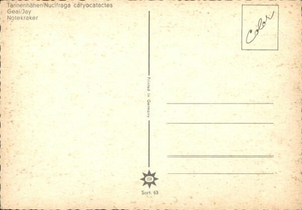 Voegel Tannenhäher Notekraker – Bild 2