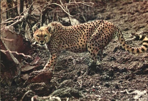 Tiere Faune africaine Guepard Kenya