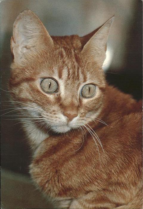 Katzen Foto Bruno Hubschmid