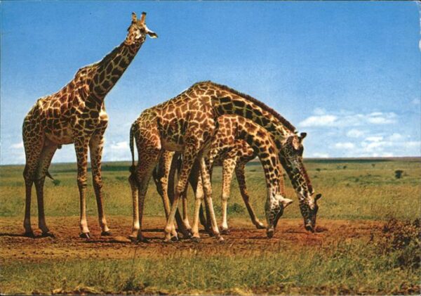 Giraffe Kenya Afrika
