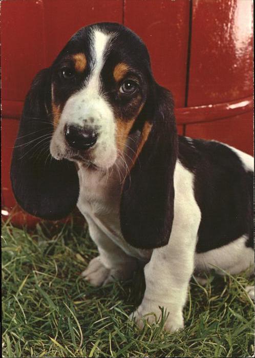 Dackel Dachshund Teckel Hunde dogs Chien Editions Corna Brussels