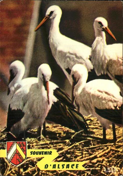 Storch Alsace Elsass
