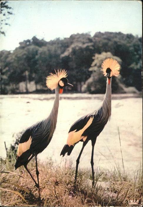 Voegel Faune Africaine Grues couronnees