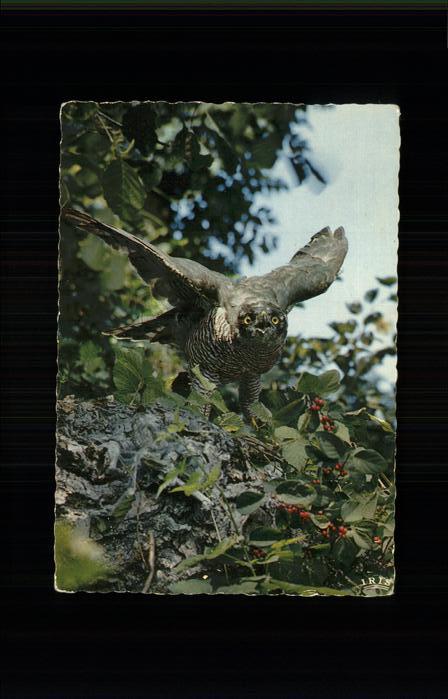 Voegel Faune de l'est buse