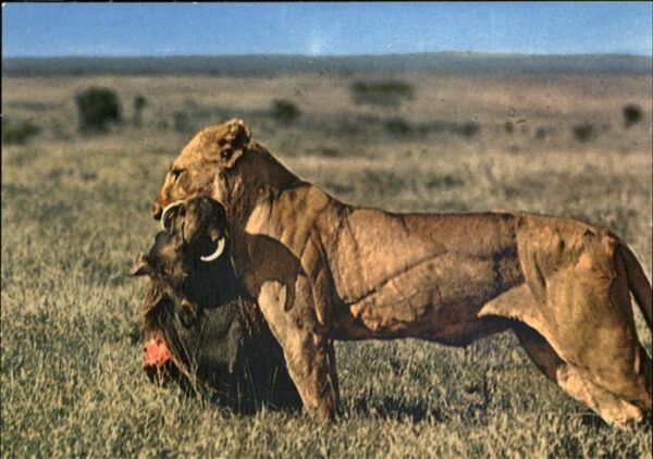 Loewe Beute Afrika