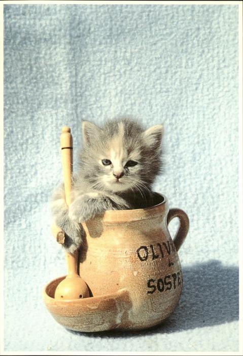 Katzen Olive cat