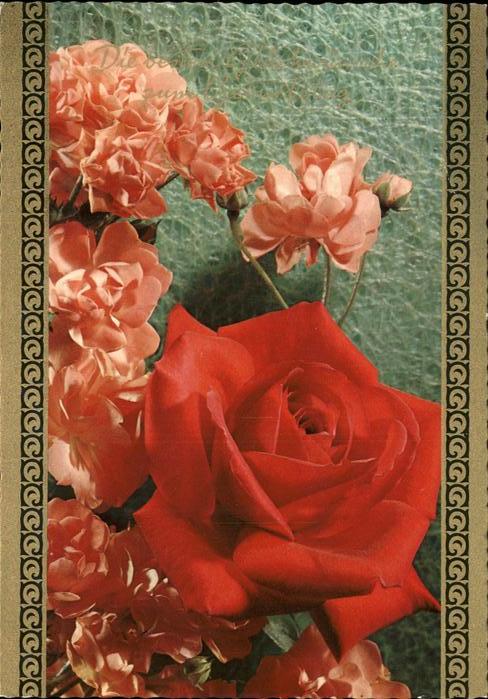 Rose Glückwunsch Geburtstag