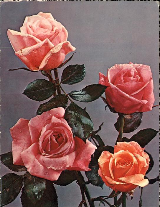 Rosen