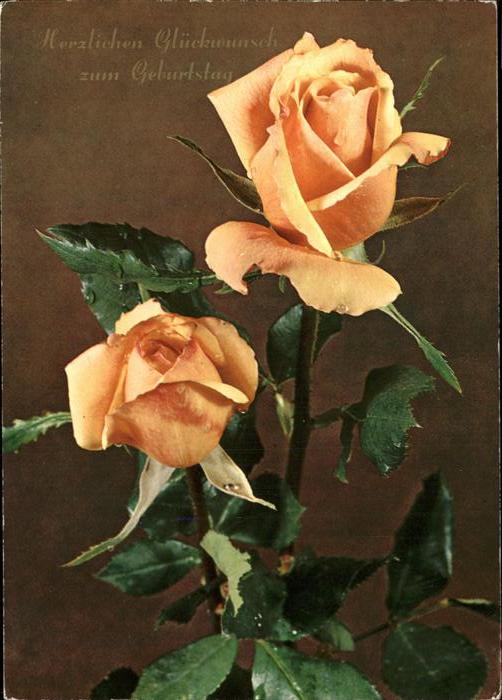 Rosen Glückwunsch Geburtstag