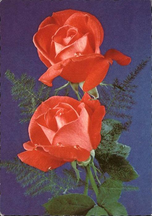 Rosen