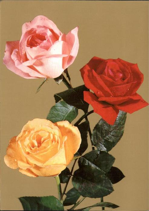Rosen
