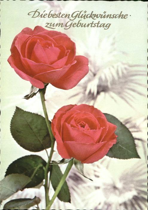 Rosen Geburtstag Glückwunsch