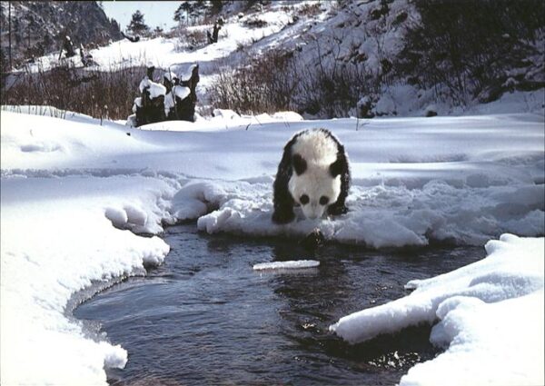 Tiere Giant Panda Pandabär