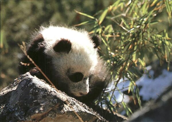 Pandabaer Giant Panda