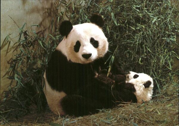 Pandabaer Giant Panda