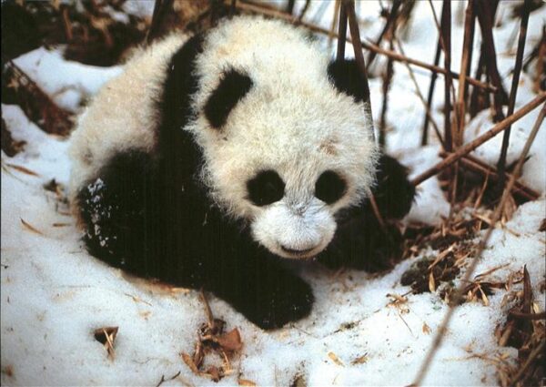 Pandabaer Giant Panda