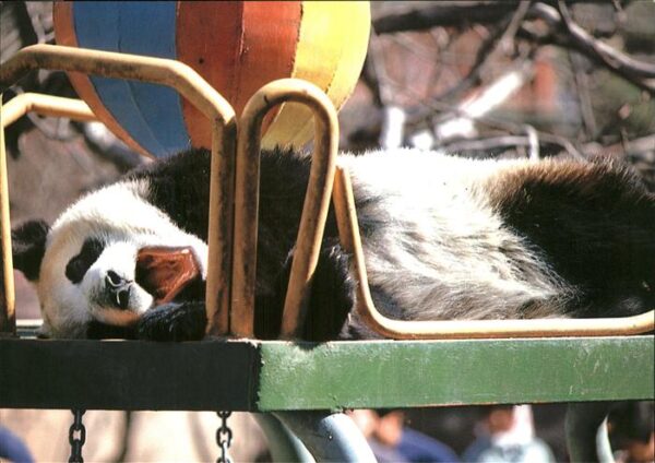 Pandabaer Ball Giant Panda