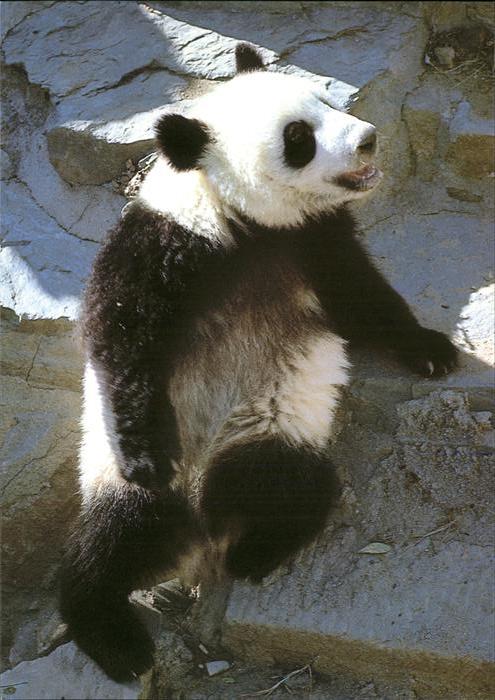 Pandabaer Giant Panda