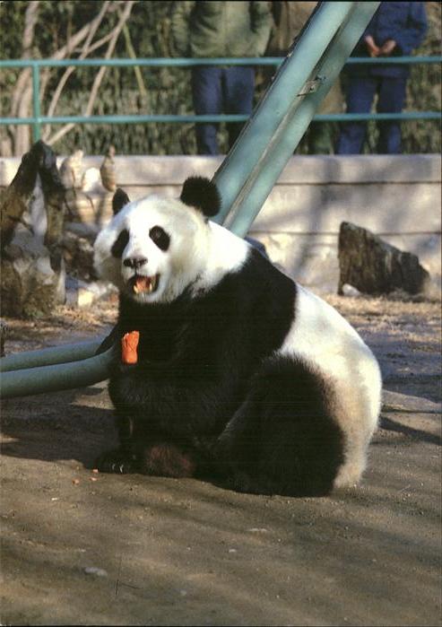 Pandabaer Giant Panda