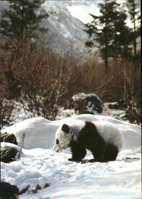 Pandabaer Giant Panda