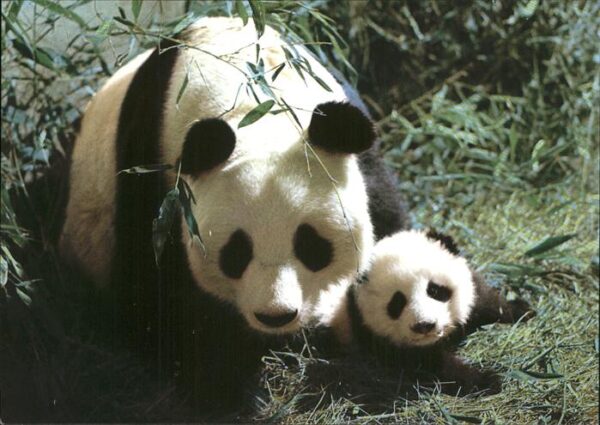 Pandabaer Giant Panda