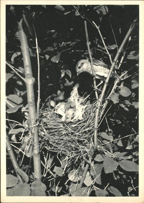 Voegel Rotrückenwürger Vogelnest
