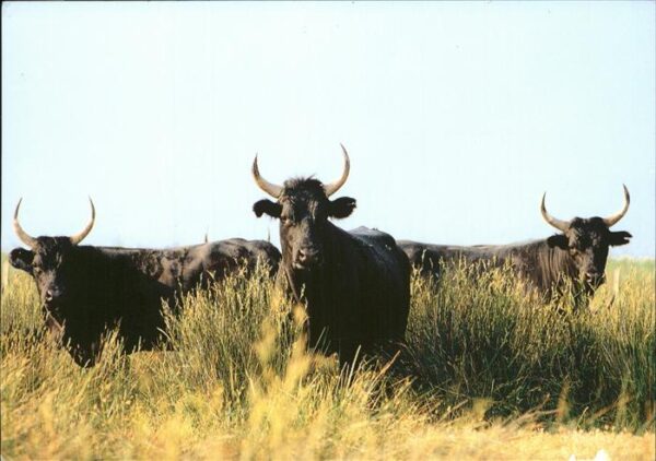 Stiere Camargue Taureaux camarguais