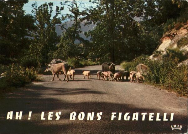 Schweine Route de Corse