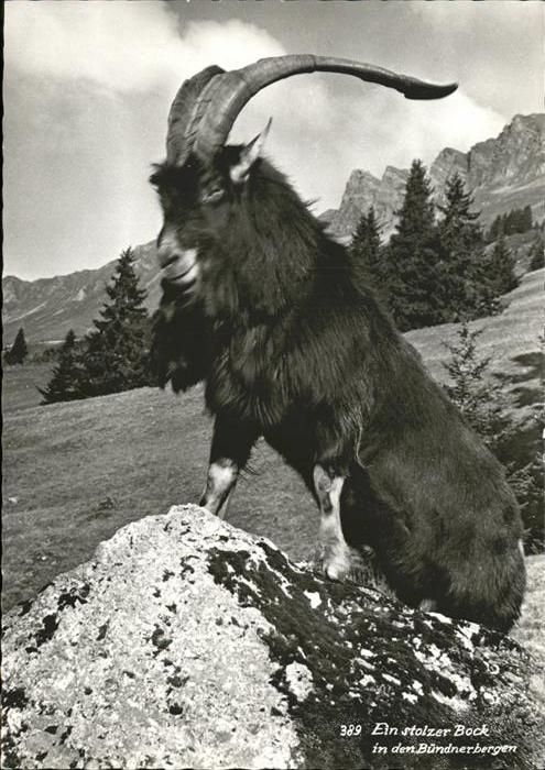 Steinbock Bündnerbergen