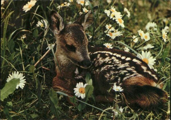 Reh Faon Fawn Rehkitz Cerbiatto