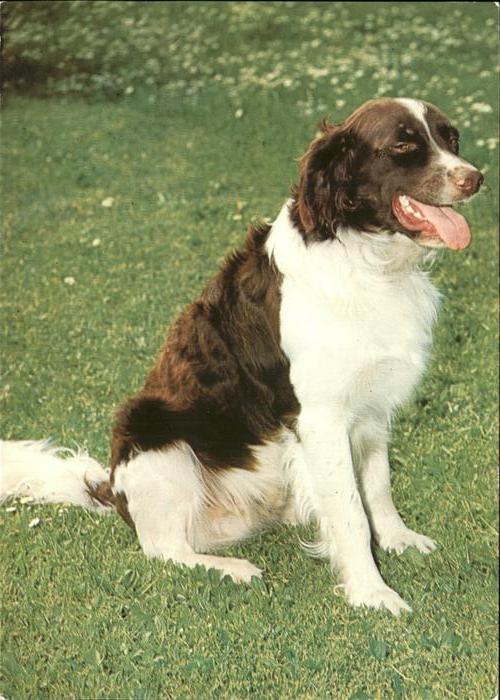Hunde
