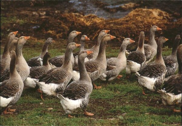 Enten Sehnsuchts-Kalender Elsass