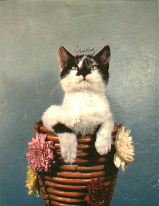 Katzen Blumen