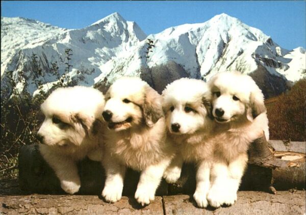 Hunde Jeunes Chiens Pyrenees