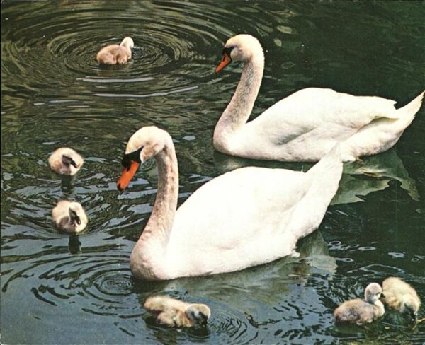 Schwan Schwanenfamilie