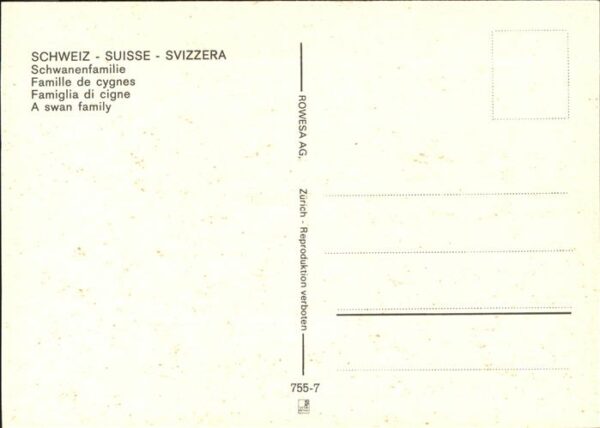 Schwan Schwanenfamilie – Bild 2
