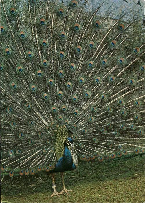 Voegel Pfau