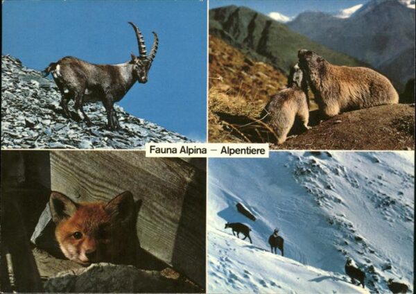 Steinbock Murmeltiere Bergfuchs Gemsen Alpentiere