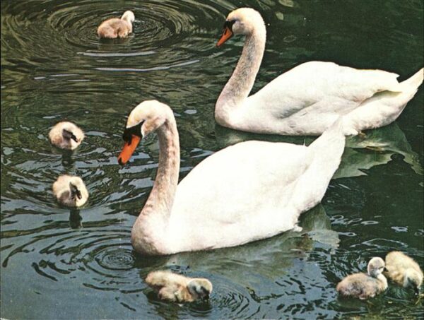 Schwan Schwanenfamilie
