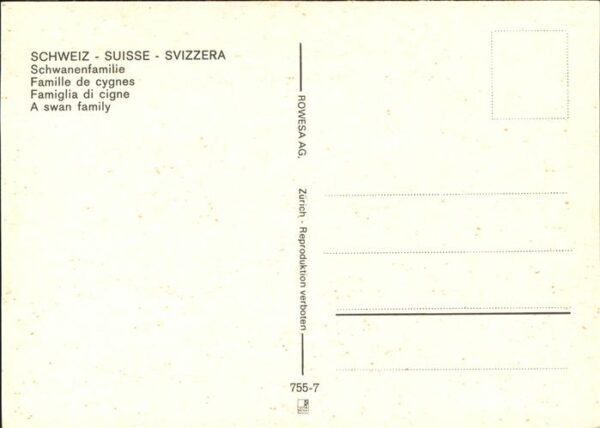 Schwan Schwanenfamilie – Bild 2